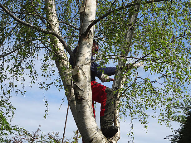 Trusted Portola, CA Tree Care Experts